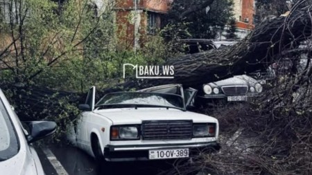 Bakıda ağac avtomobilin üstünə aşdı - FOTOLAR